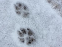 В Тверской области жители за волков приняли собаку с кошкой - новости ТИА
