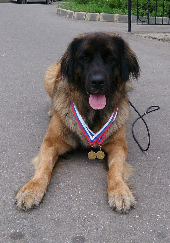 Redkaya Poroda Sobak V Tveri Leonberger Carina Tancuet Vmeste So Svoej Hozyajkoj Ninoj Nikolaevoj