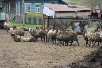 В Тверской области выявили три очага смертельного заболевания домашних животных - новости ТИА