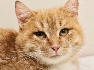 Тверские волонтёры показали, как живёт расстрелянный и спасённый кот Рыжик - новости ТИА