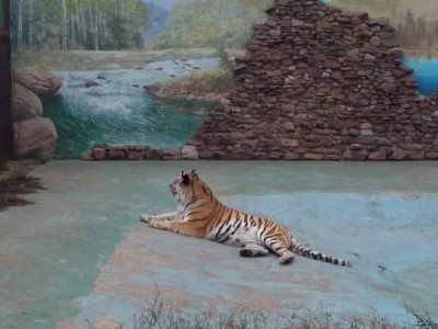 Опубликовано видео купания тигра Барсика с трассы М-10 в новом зоопарке  - новости ТИА