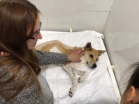 Зоозащитники поблагодарили неравнодушных людей за спасение собаки Люси, которую хозяин выбросил с балкона - Новости ТИА