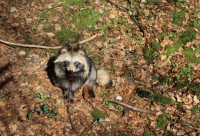 Застреленные на охоте две енотовидные собаки оказались бешеными - Новости ТИА