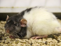 Жители Твери начали скупать живых крыс на Новый год - новости ТИА