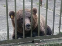 В Тверскую область вернули медведя, который пытался эмигрировать в Эстонию - Новости ТИА
