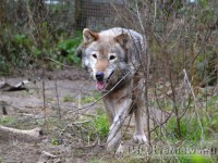 В Тверской области волки выходят к деревням - новости ТИА