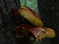 В Тверской области на территории заповедника обнаружили новые виды грибов - новости ТИА