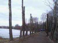 Ну что за манера такая - обкорнать до уродства деревья? - Народные Новости ТИА