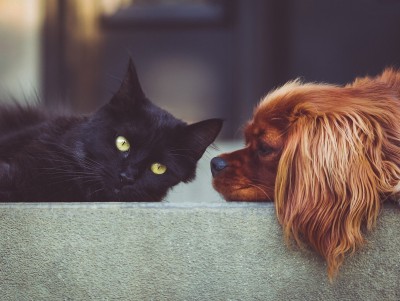 Назвали самые популярные у россиян породы кошек и собак и клички питомцев - Новости ТИА