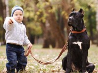  В Твери готов законопроект о содержании домашних животных. Каждая собака должна быть зарегистрирована, а владельцы крупных пород обязаны пройти курсы дрессировки - Новости ТИА