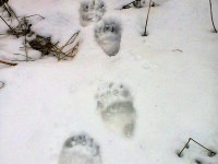 В Ржевском районе около деревни разгуливает медведь  - Новости ТИА