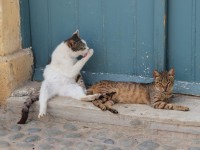 1 марта - День кошек: что вы знаете об этих прекрасных созданиях? - Новости ТИА