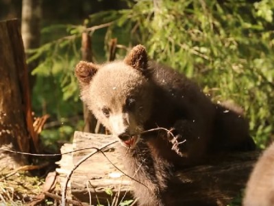 Центр спасения медвежат показал, как играют косолапые дети из "младшей группы" - Новости ТИА