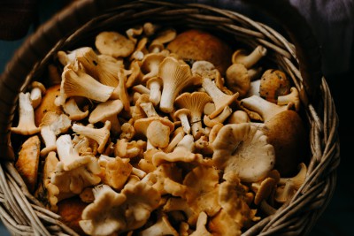 Автор кулинарных книг рассказала о правильной заготовке грибов на зиму - новости ТИА