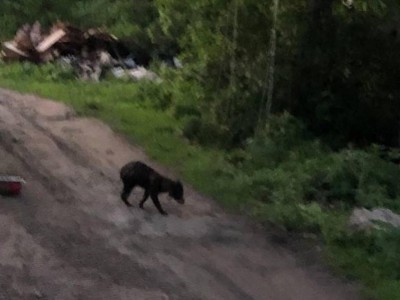 В Тверской области на жительниц деревни напали енотовидные собаки - новости ТИА