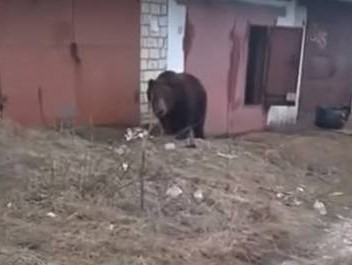 В Тверской области ещё один медведь гулял по посёлку  - новости ТИА