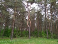 В Тверской области запретили посещать леса - Новости ТИА
