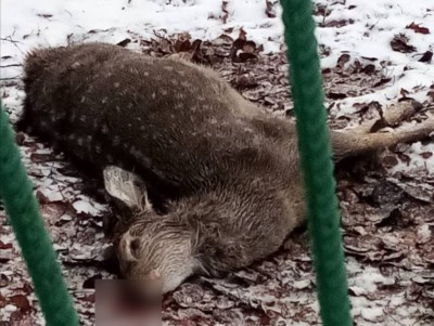 В Тверской области подстреленная самка оленя погибла возле школы  - Новости ТИА