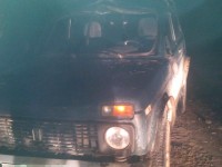 В Тверской области автомобиль столкнулся с лосем - новости ТИА