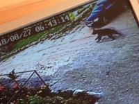 В Весьегонске на детской площадке резвится медвежонок - новости ТИА