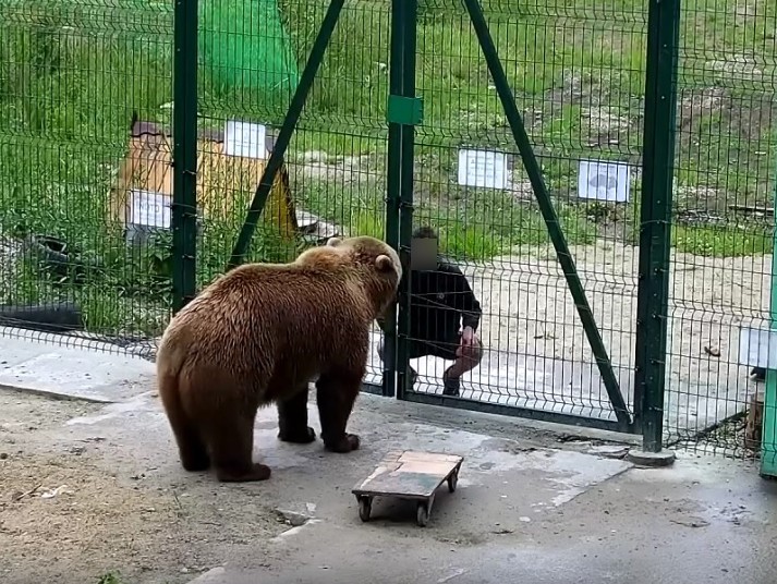 Забор который построил медведь