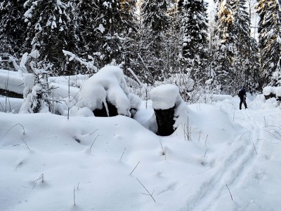 В заповеднике Тверской области впервые за много лет зимой заметили косуль - Новости ТИА