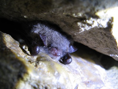 В пещерах Тверской области начали просыпаться летучие мыши - новости ТИА