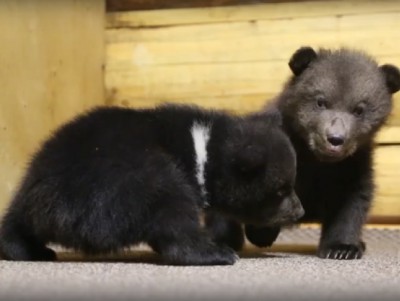 Мишки-двойняшки в торопецком Центре спасения медвежат начали лакать молоко - Новости ТИА