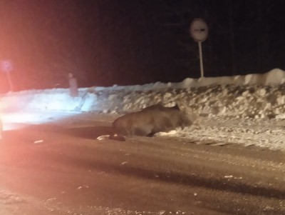 На дороге под Тверью автомобилист сбил лося и уехал, животное погибло - Новости ТИА
