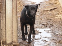 Владельцев собак Ржевского района предупреждают об отлове безнадзорных животных - Новости ТИА
