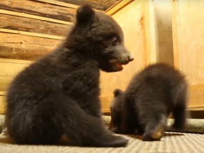 В Тверскую область привезли еще двух медвежат-сирот - Новости ТИА