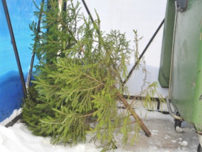 ТСАХ просит не выкидывать елки в контейнеры  - Новости ТИА