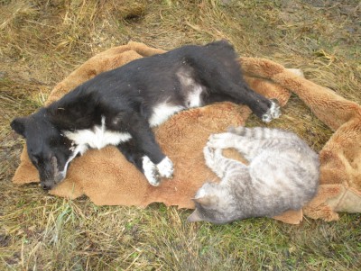 В деревне Тверской области травят собак и кошек - новости ТИА