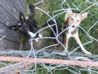 Больше 200 собак незаконно убили и довели до смерти ветеринары и ловцы в рамешковском приюте - Новости ТИА
