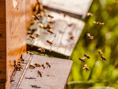 В Тверской области пчёлы поражены опасной инфекцией - новости ТИА