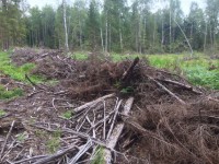 В Бологовском районе преступники нарубили елей и сосен на 35 млн рублей - Новости ТИА
