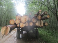В Тверской области лесные браконьеры напилили леса на 380 000 рублей - новости ТИА