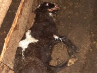 Ферма смерти в Тверской области: животные умирали от голода - новости ТИА