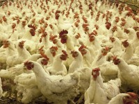 В мясе цыплят-бройлеров ржевской птицефабрики обнаружили листерии и сальмонеллы - Новости ТИА