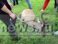 Масштабная операция по спасению оленя в Твери завершилась удачно: он ускакал в лес - Новости ТИА