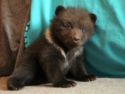 В Центр спасения медвежат в Тверской области привезли еще двух сирот - Новости ТИА