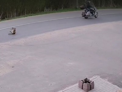 В Твери мотоциклист переехал щенка и скрылся с места ДТП - новости ТИА