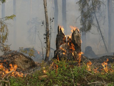В Тверской области тушат горящую лесную подстилку - новости ТИА