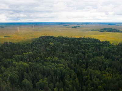 В Тверской области лесов станет на 2.5 тысячи га больше  - Новости ТИА