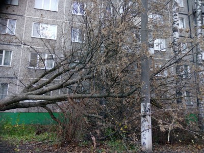 МЧС предупреждает о сильном ветре 22 ноября  - Новости ТИА