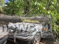 В Твери на припаркованную машину рухнуло дерево - Новости ТИА