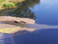 Воду в реке Остречина в Бежецком районе загрязняет местный молокозавод   - новости ТИА