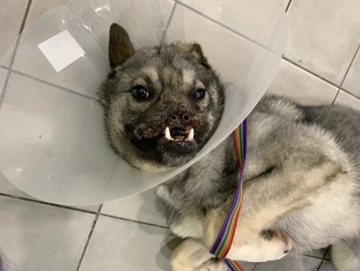 Волонтёры показали покалеченного поездом щенка после пластических операций - Новости ТИА