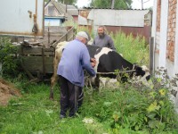 В Ржевском районе священник подарил многодетной семье корову - новости ТИА