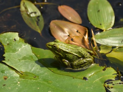 Тверские биологи опровергли домыслы и мифы о жабах и змеях - Новости ТИА